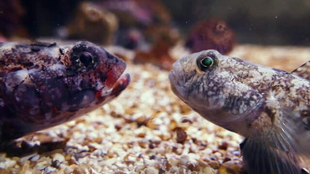 Red-mouthed goby (Gobius cruentatus) and rock goby (Gobius paganellus) on the sandy sea floor, close-up