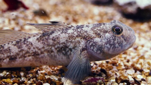 A species of Adriatic goby, probably rock goby (Gobius paganellus), close-up