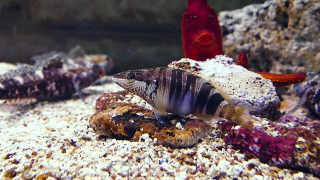 Painted comber (Serranus scriba) with red-mouthed goby (Gobius cruentatus) and red sea squirt (Halocyntia papillosa) in the background