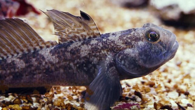 A species of Adriatic goby, probably rock goby (Gobius paganellus), chased away by a red-mouthed goby (Gobius cruentatus)