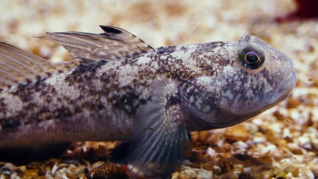 A species of Adriatic goby, probably rock goby (Gobius paganellus), close-up
