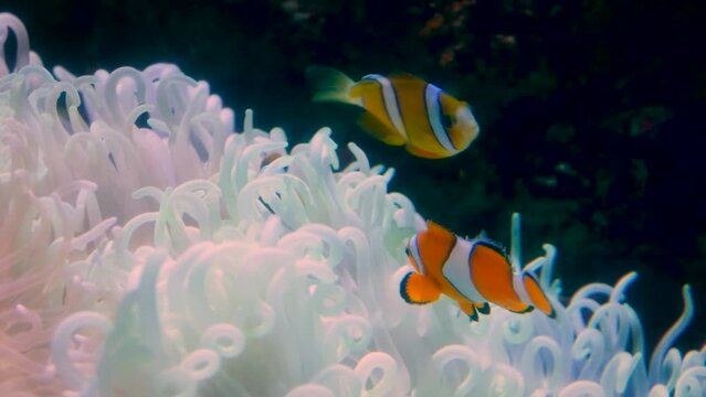 Ocellaris clownfish (Amphiprion ocellaris) protecting territory near a sea anemone
