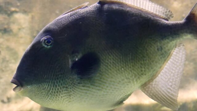 A large grey triggerfish (Balistes capriscus) swimming