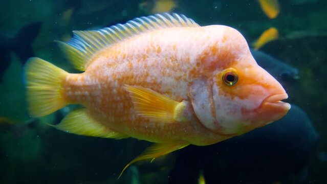 Midas cichlid (Amphilophus citrinellus), a large male swimming with other cichlids and pacus