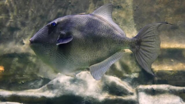 A large grey triggerfish (Balistes capriscus) swimming