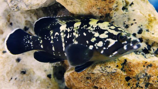 Goldblotch grouper (Epinephelus costae) hiding between rocks