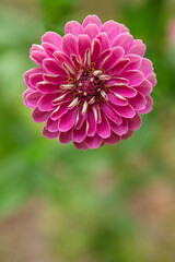 Close Up of Zinnia in a Summer Garden