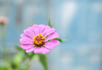 Obraz premium Close Up of Zinnia in a Summer Garden