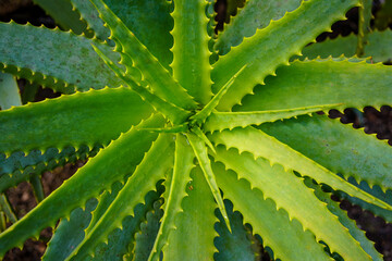 Nahaufnahme einer grünen Aloe Vera Pflanze