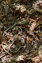 A pair of Slow worms on the forest floor.