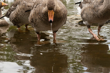 A flock of beautiful domestic geese by the lake
