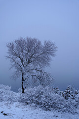 tree in snow