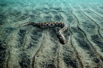 Costa Rica Pacific sea life