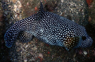 Costa Rica Pacific sea life