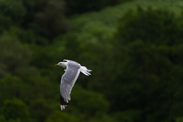 Photo of a seagull flying above a valley surrounded by mountains and fir trees during a foggy day in the highlands, Scotland