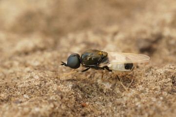 Closeup on a very small white soldierfly, the Fen Snout, Nemotelus pantherinus, sitting on a stone