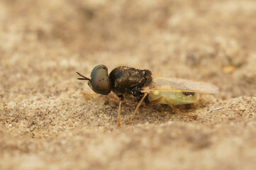 Closeup on a medium sized Centurion fly, the Common Green ColonelOplodontha viridula sitting on a stone