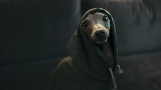 Funny Italian Greyhound dog in a puppy hoodie sitting on a sofa and looking somewhere at home