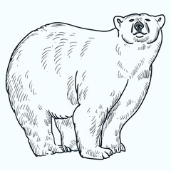 Vintage hand drawn sketch smile polar bear