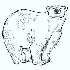 Obraz premium Vintage hand drawn sketch smile polar bear
