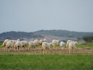 Obraz premium goat farming in saudi desert 