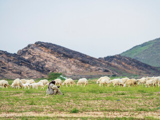 goat farming in saudi desert 