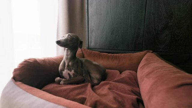 Pretty Italian Greyhound sitting at her lounge place at home low angle