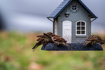Sparrows Feeding at the Bird House