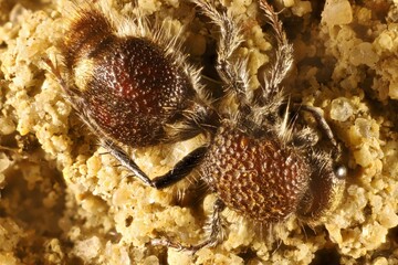 Female Velvet Ant (Ephutomorpha ferruginata) South Australia