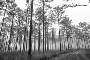 Fototapeta na wymiar Tall Georgia pine trees in the misty fog of winter