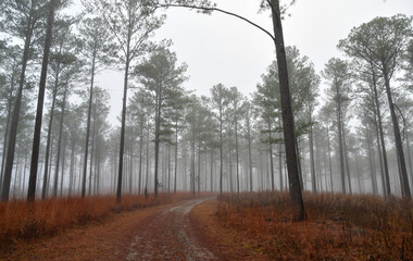 Fototapeta na wymiar Empty dirt path road through the tall forest pine trees in Georgia