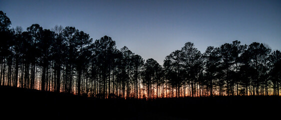 Sunset behind tall Georgia pine trees under blue sky