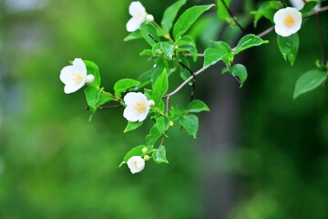 식물 - 고광나무 개화