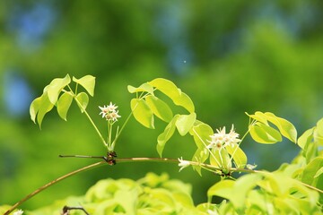 식물 - 멀귤의 개화