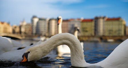 White swan on the bank of river Vltava.