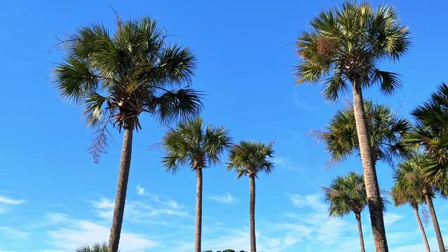 Beautiful palm trees gently blowing isolated against a blue sky