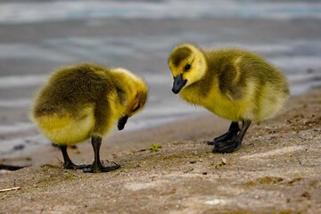 ducklings on the beach