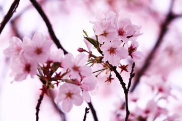 美しい春の桜の花