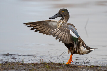 Eclipse Drake Northern Shoveler Showing Off