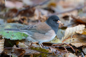 Obraz premium Dark-Eyed Junco Forages Among Fall Leaves