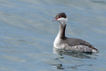 Horned Grebe Dodges Raindrops on a Winter Day