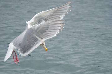 Glaucous-Winged Gull Landing Among Pier Pilings