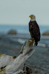 eagle on the beach