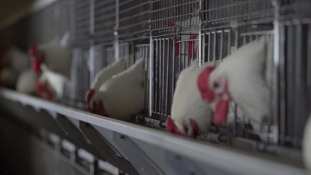 Feeding poultry birds enclosed in the steel cages at the farm. Feeding poultry birds with grain animal fodder. Feeding poultry birds raised for the production of chicken meat and eggs.