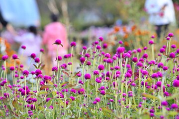 정원풍경, 핑크색 천일홍의 개화