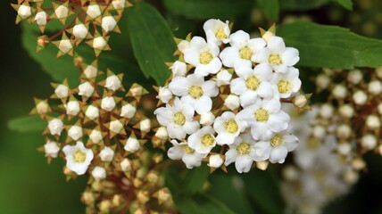 식물 - 공조팝나무