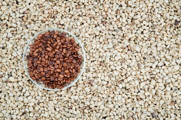 coffee plant agriculture concept Organic arabica coffee beans on brunch in green robusta farm and arabica coffee berries by hand of farmer harvesting arabica coffee berries on branch