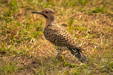 flicker hunting ants