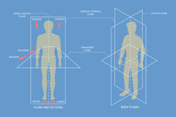 3D Isometric Flat Vector Conceptual Illustration of Human Body Anatomical Planes, Sagittal, Coronal and Transverse Plane