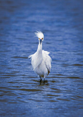 great white heron